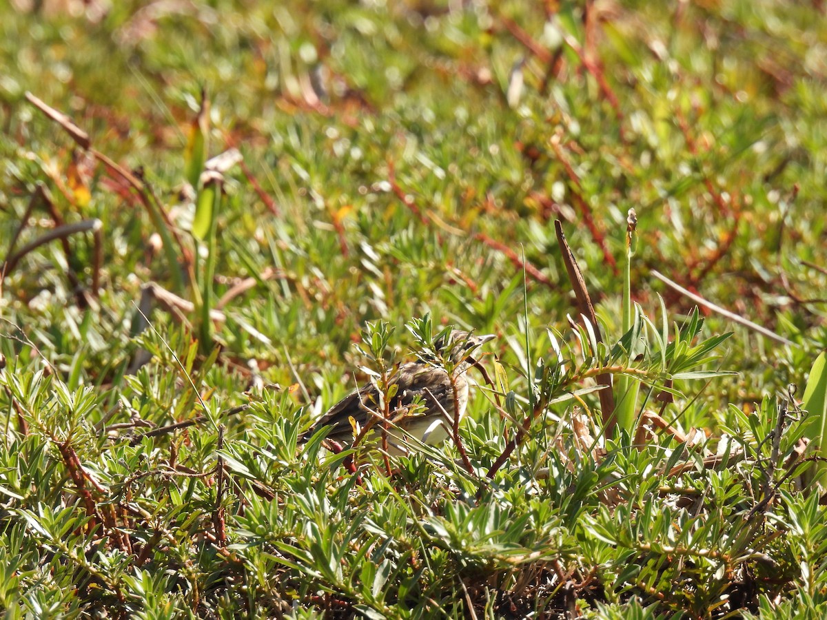 Yellowish Pipit - ML620623157