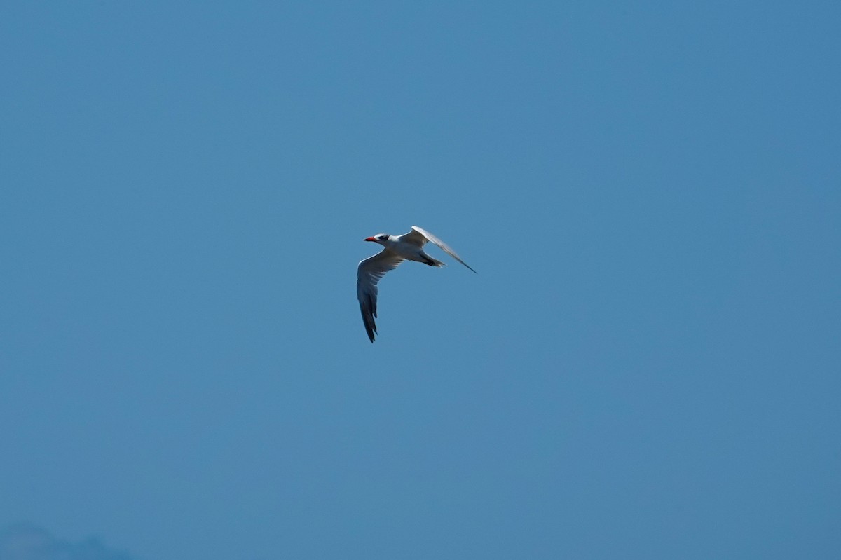 Caspian Tern - ML620623159