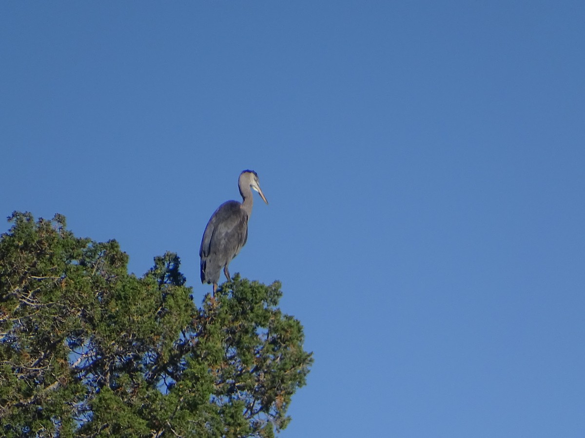 Great Blue Heron - ML620623160