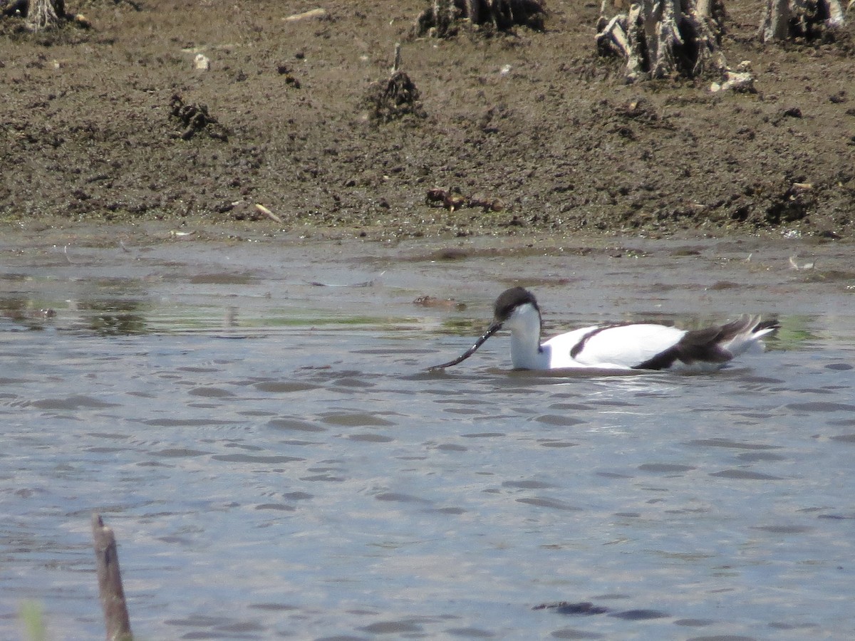 Pied Avocet - ML620623163