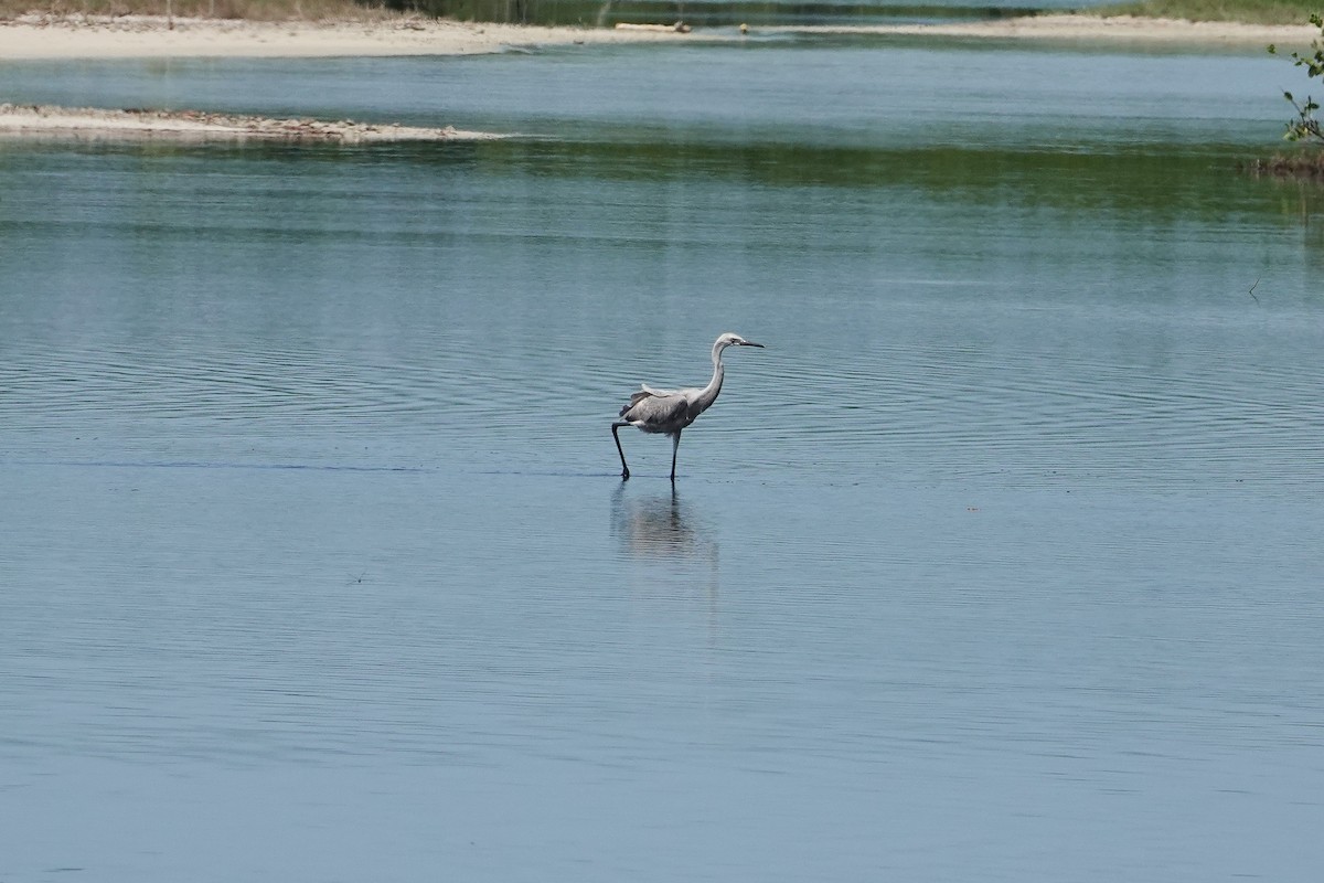 Reddish Egret - ML620623165