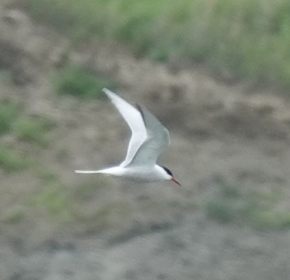 Forster's Tern - ML620623166