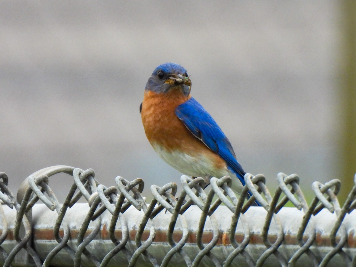 Eastern Bluebird - ML620623168