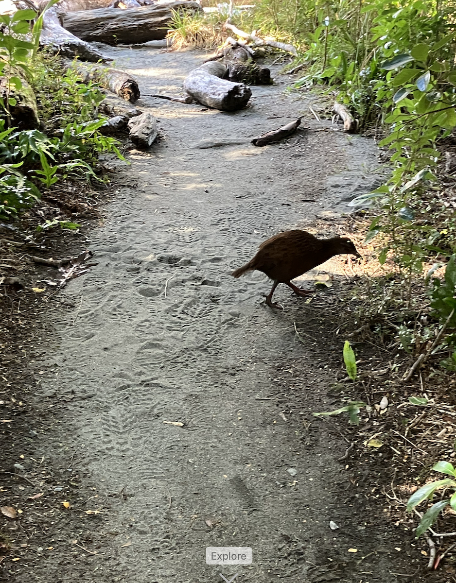 Rascón Weka - ML620623173