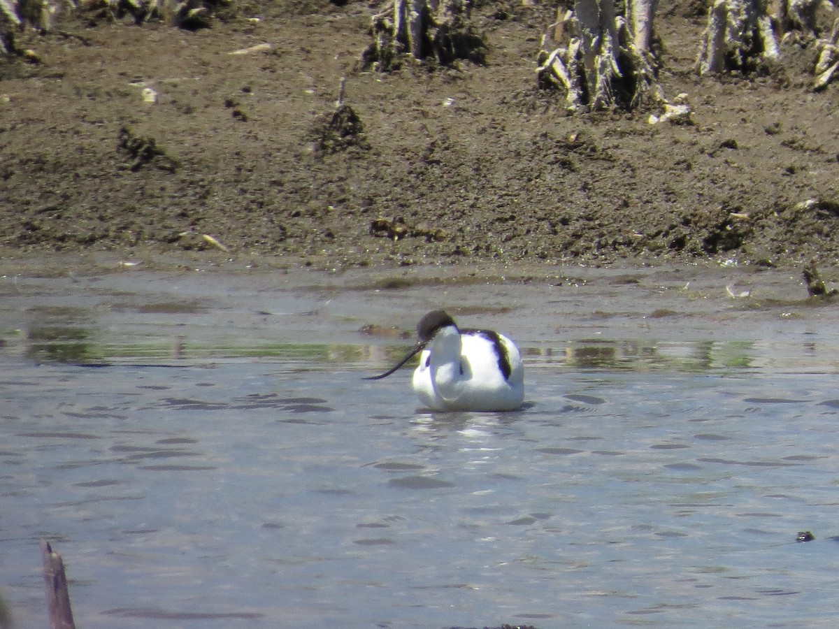 Pied Avocet - ML620623174