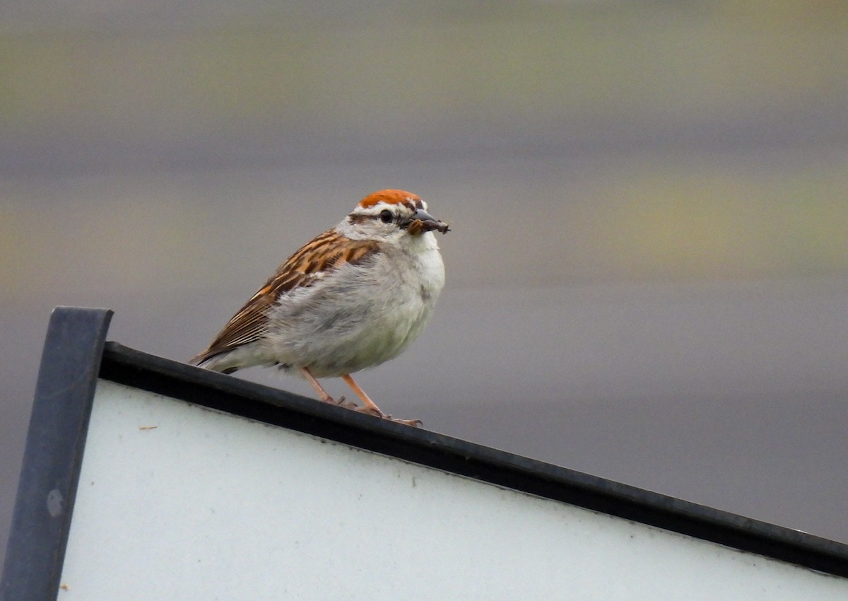 Chipping Sparrow - ML620623177