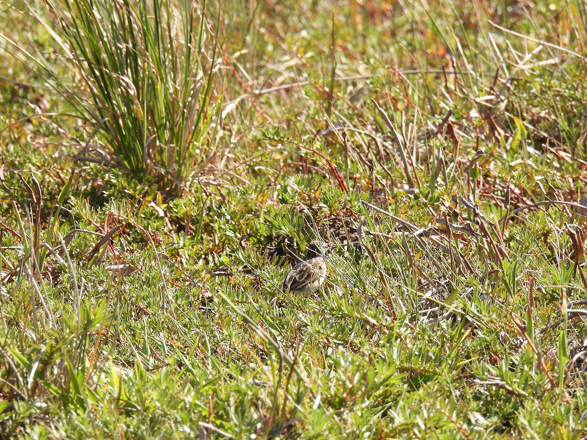 Yellowish Pipit - ML620623179