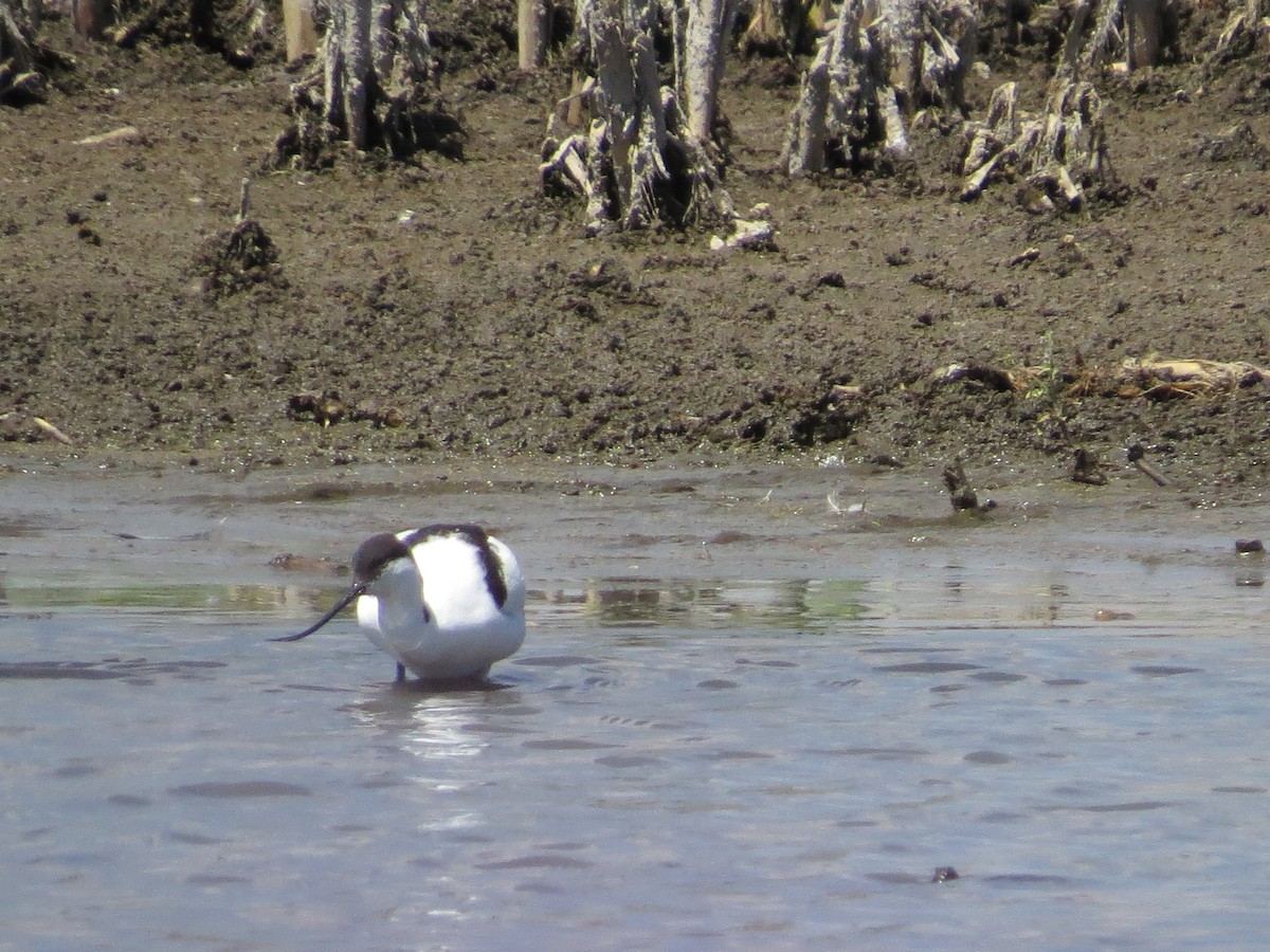 Pied Avocet - ML620623181