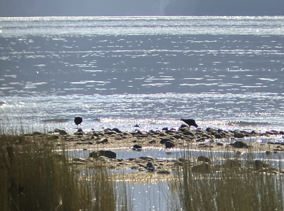 Variable Oystercatcher - ML620623184