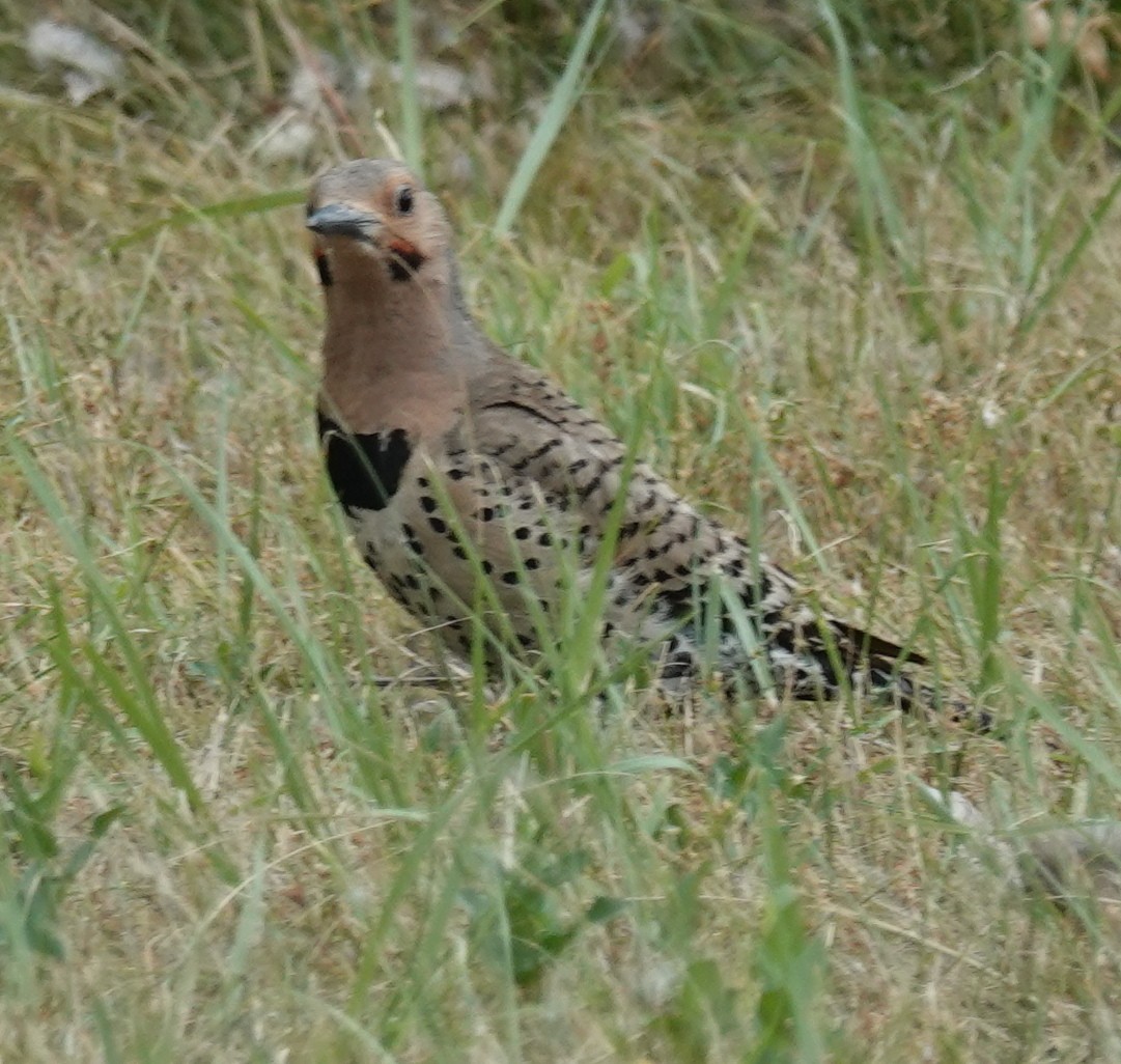 Northern Flicker - ML620623186