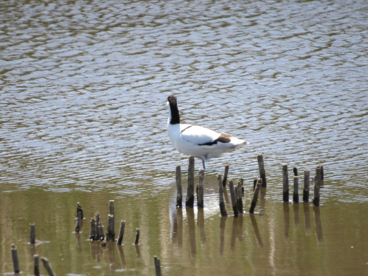 Pied Avocet - ML620623188