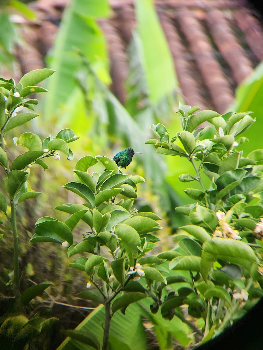 Western Emerald - Juan Restrepo