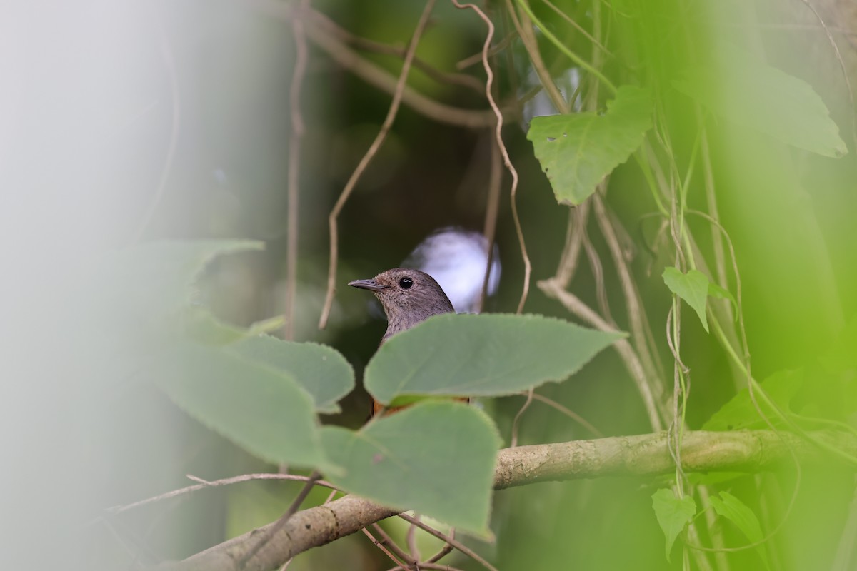 White-rumped Shama - ML620623193