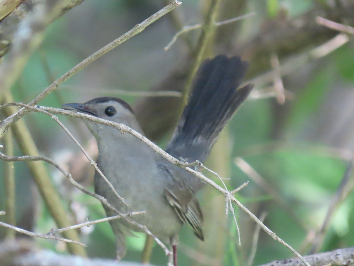 Pájaro Gato Gris - ML620623194