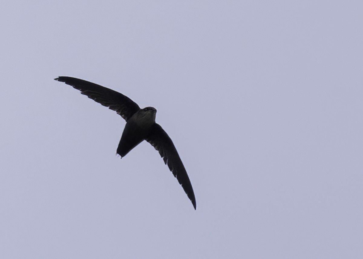 Chimney Swift - ML620623196