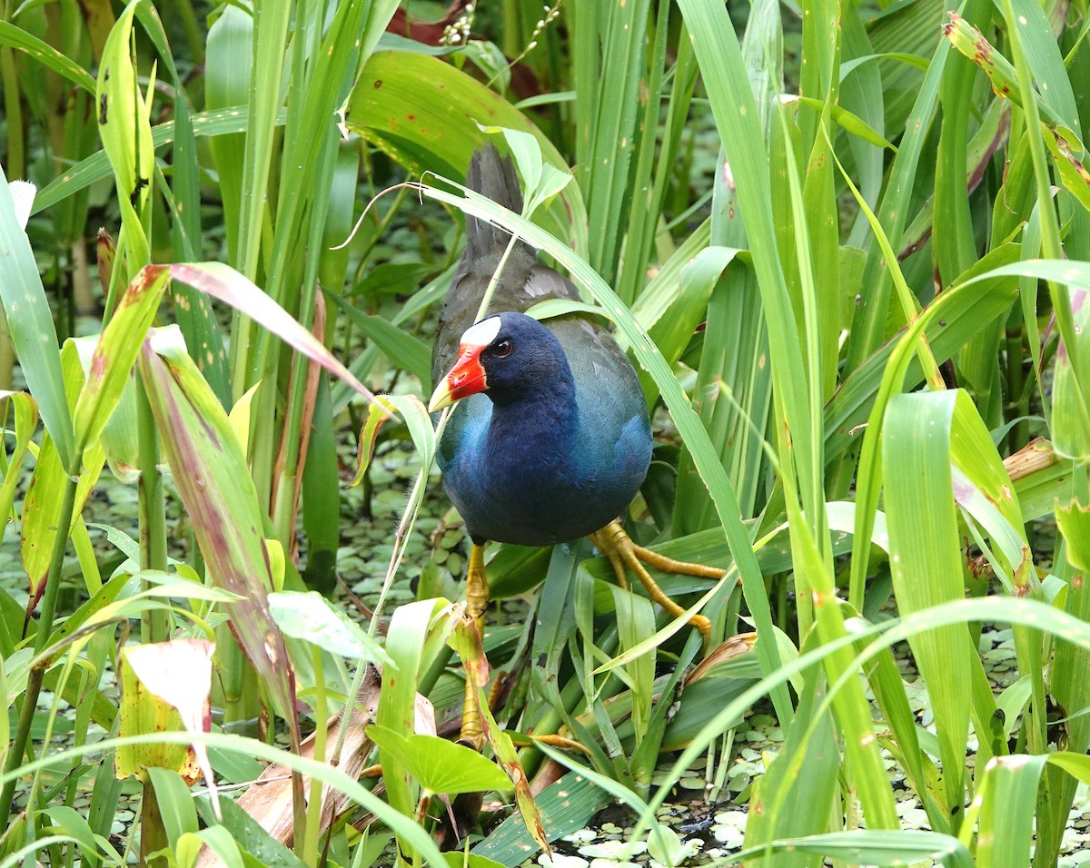 Purple Gallinule - ML620623198