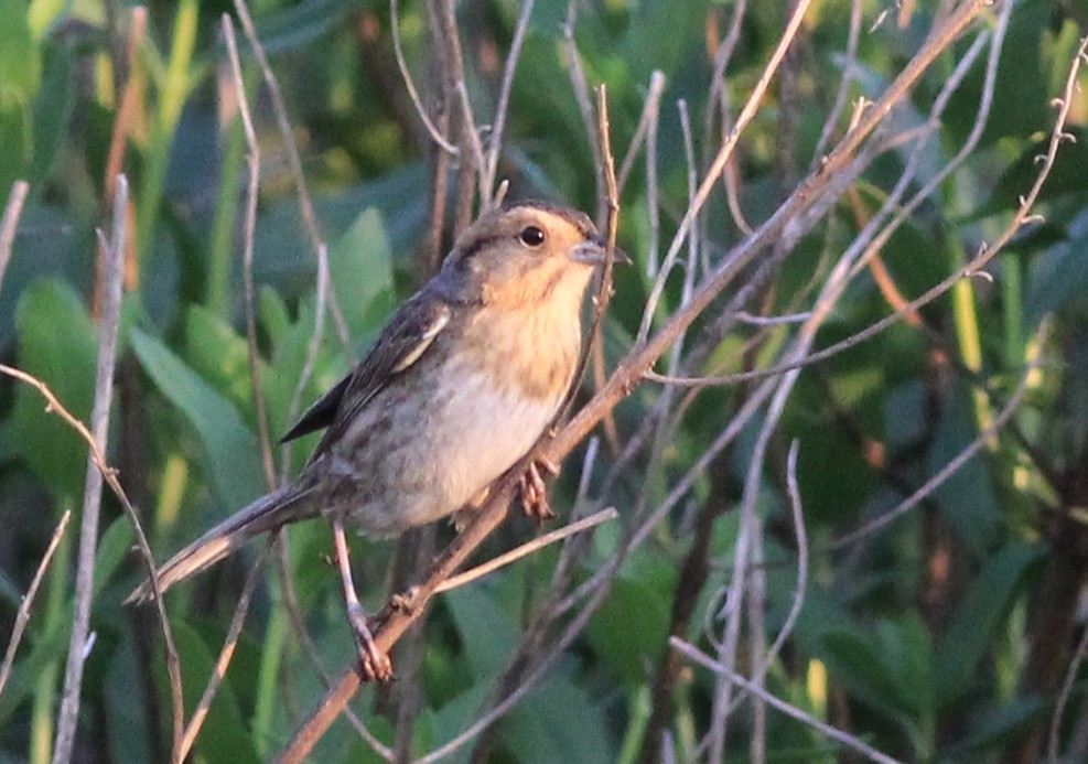 Nelson's Sparrow - ML620623199