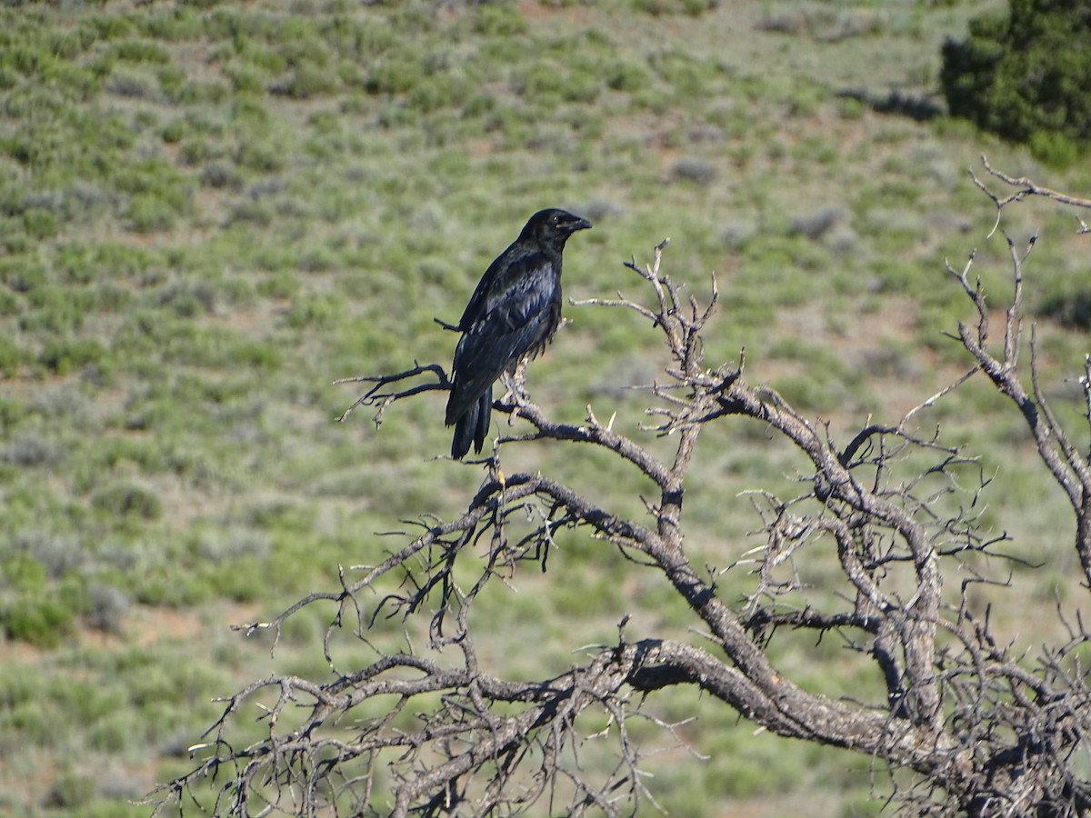 Common Raven - ML620623201