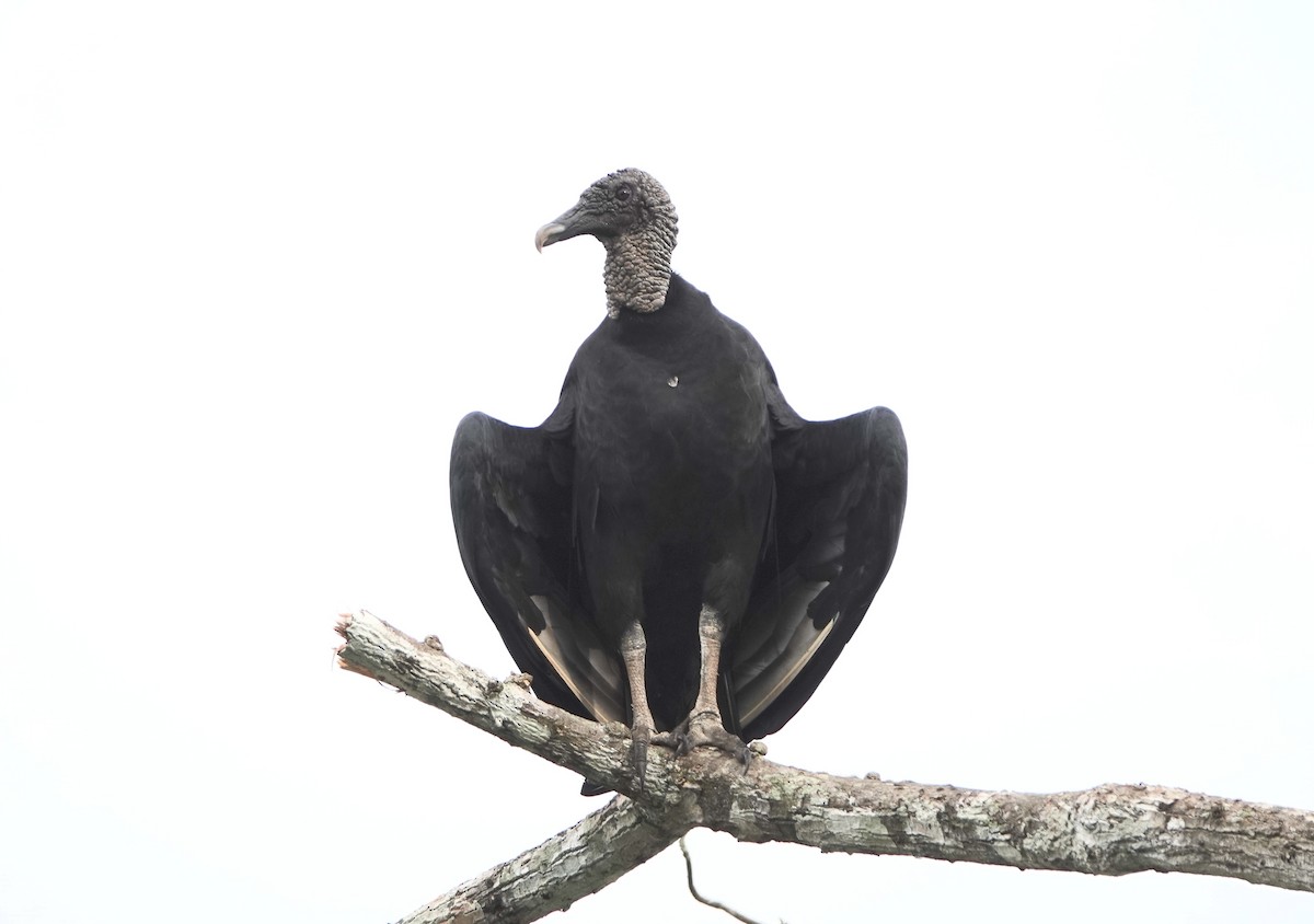 Black Vulture - ML620623203