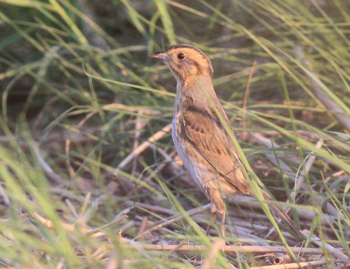 Nelson's Sparrow - ML620623204