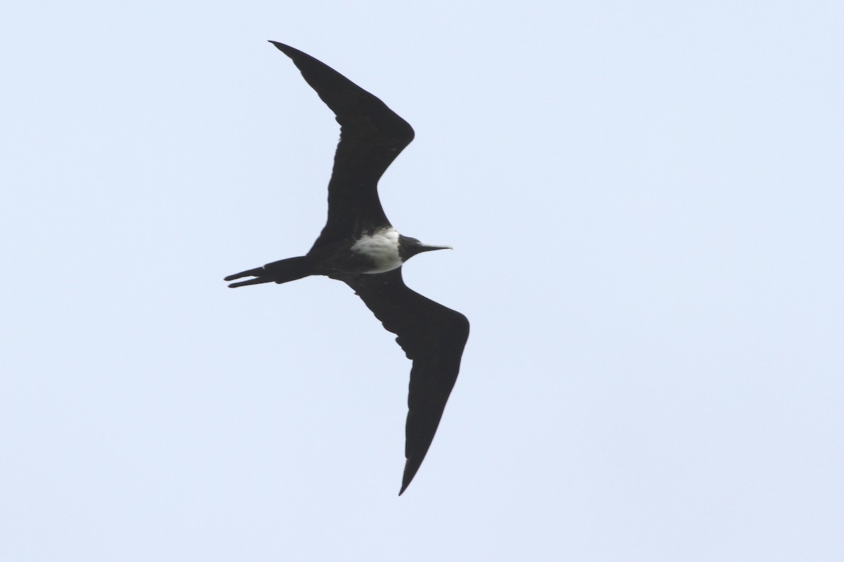 Magnificent Frigatebird - ML620623206