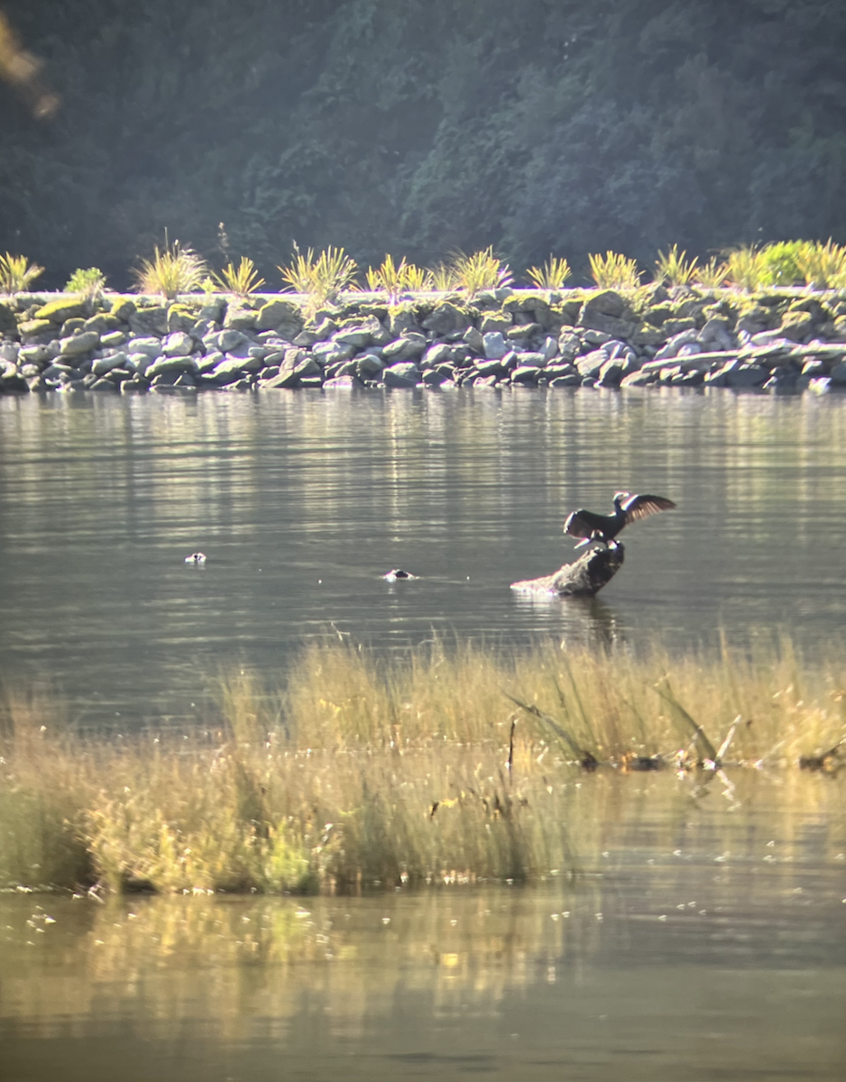 Cormorán Grande - ML620623210