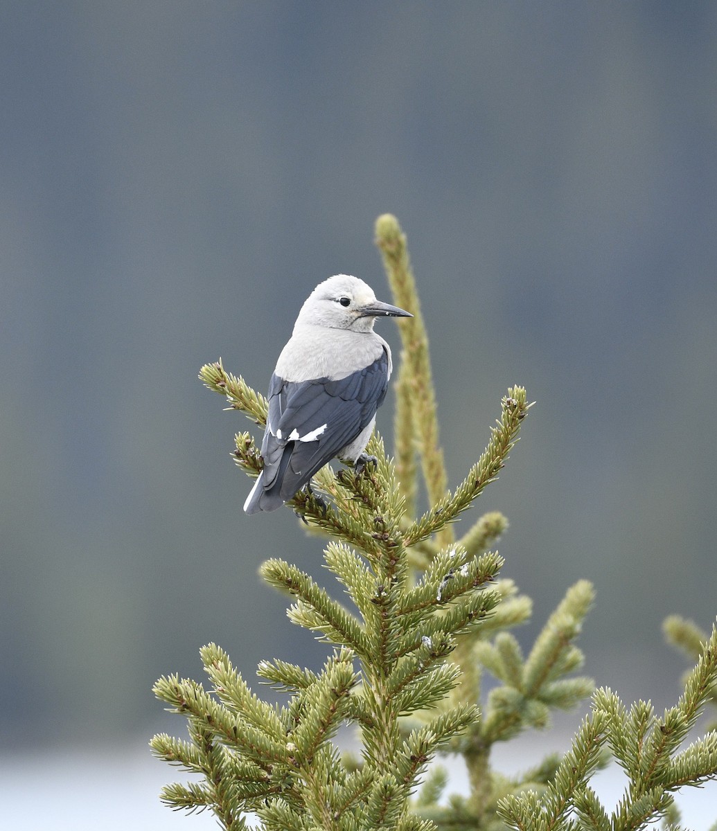 Clark's Nutcracker - Daniel King