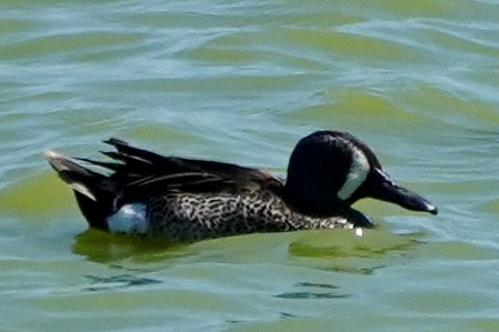 Blue-winged Teal - ML620623213