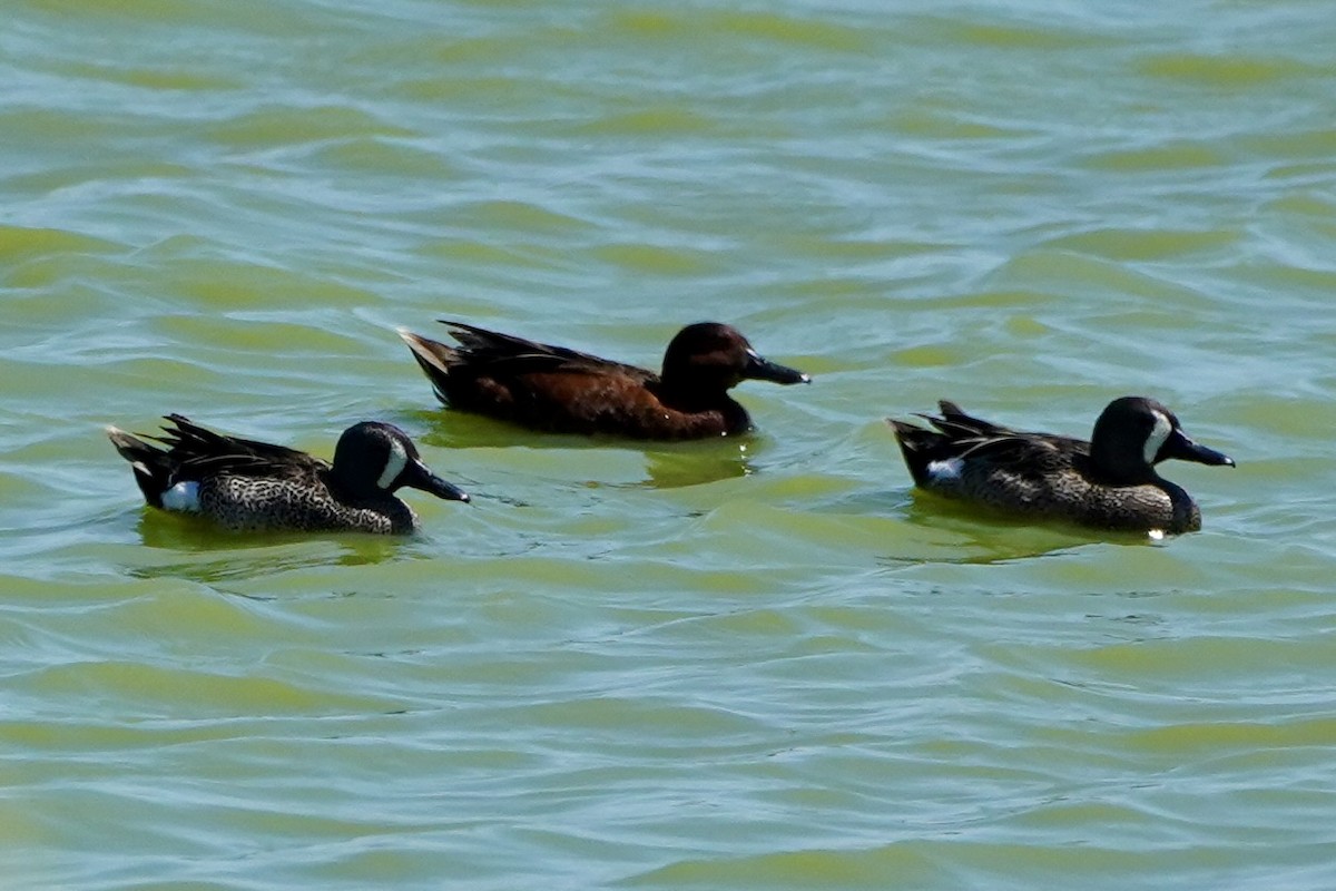 Blue-winged Teal - ML620623214