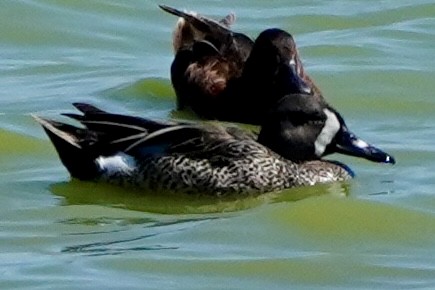 Blue-winged Teal - ML620623215