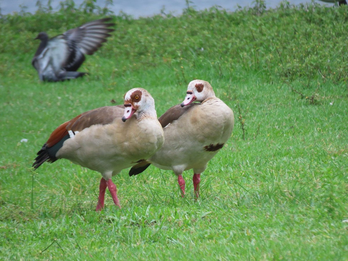 Egyptian Goose - ML620623217