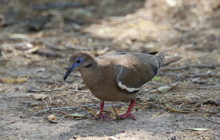 White-winged Dove - Kevin Sarsfield