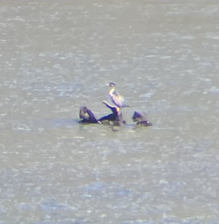 Spotted Shag - ML620623219