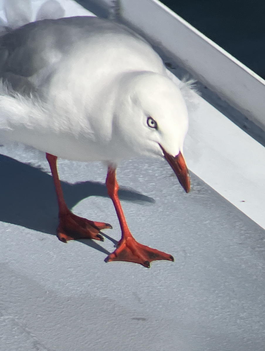 Gaviota Plateada - ML620623222