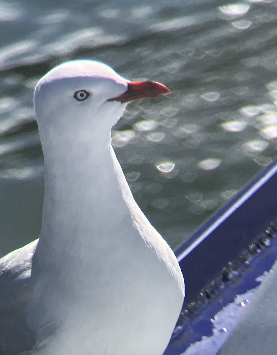 Silver Gull - ML620623224