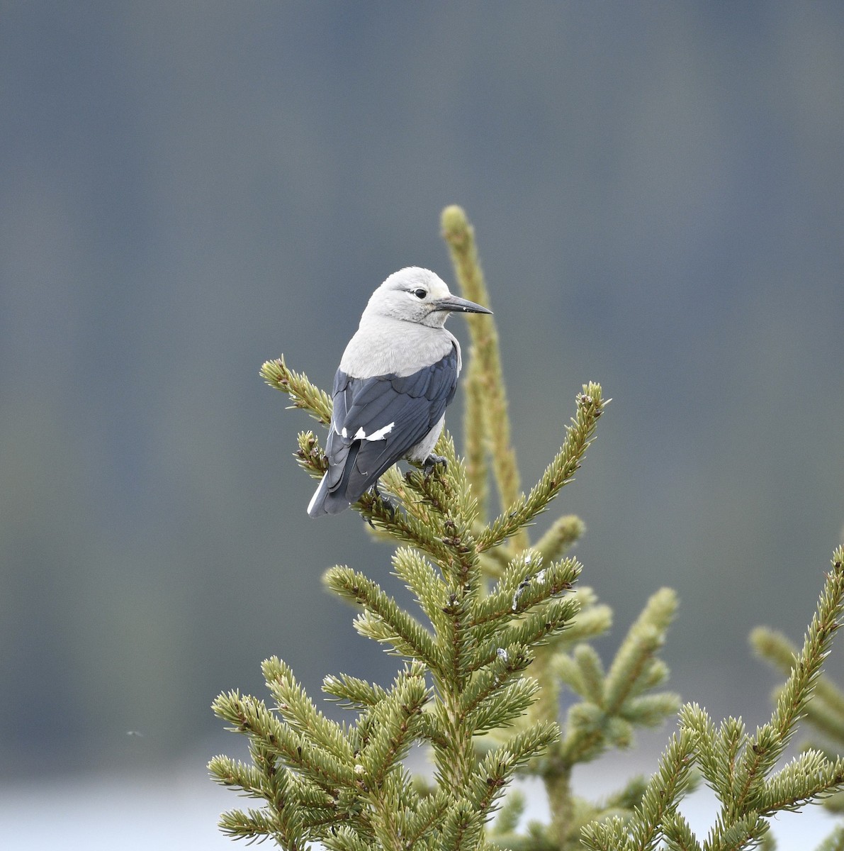 Clark's Nutcracker - ML620623225