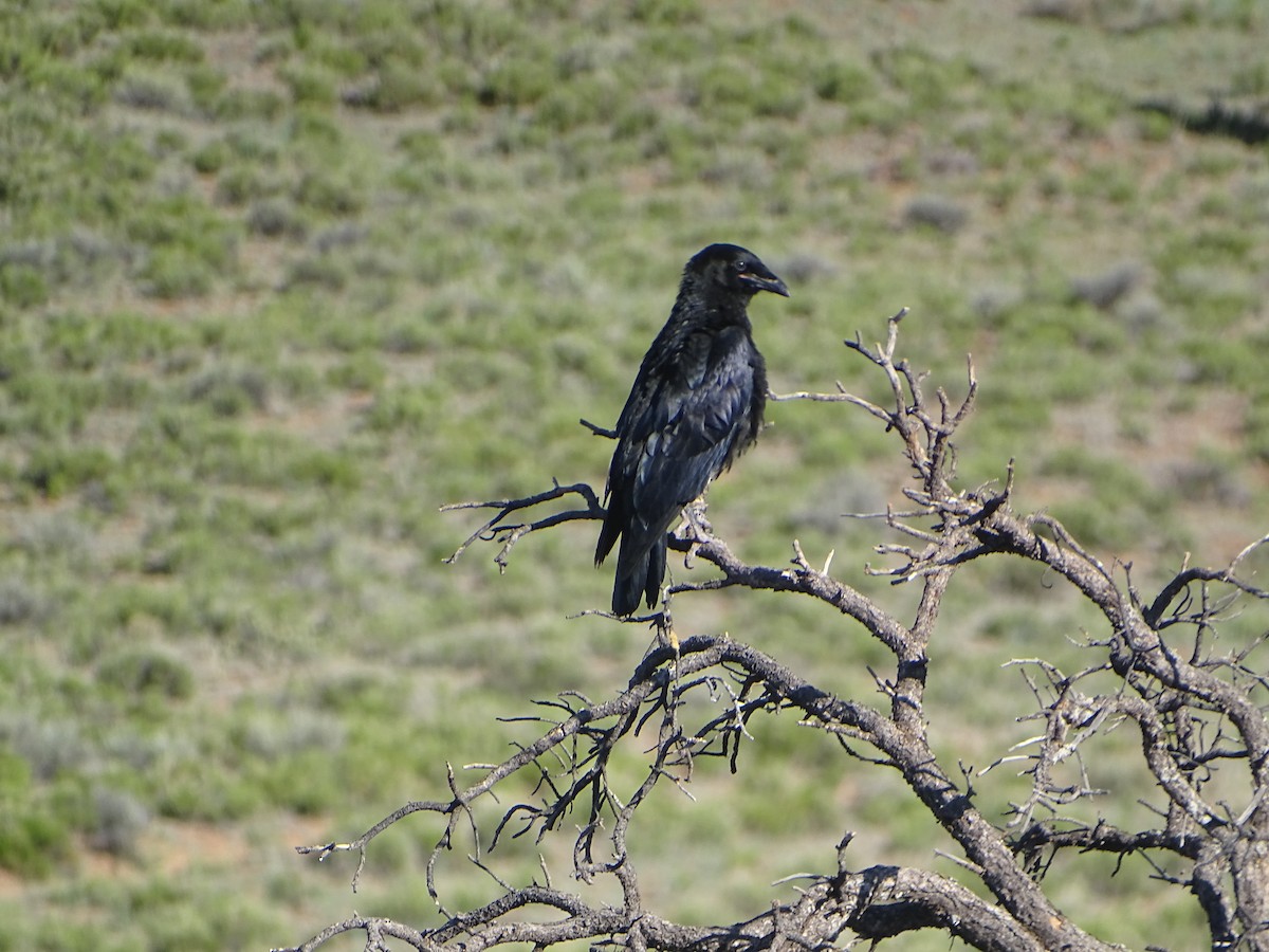 Common Raven - ML620623227