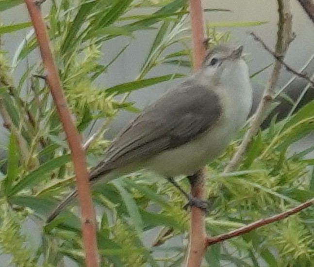 Warbling Vireo - ML620623230