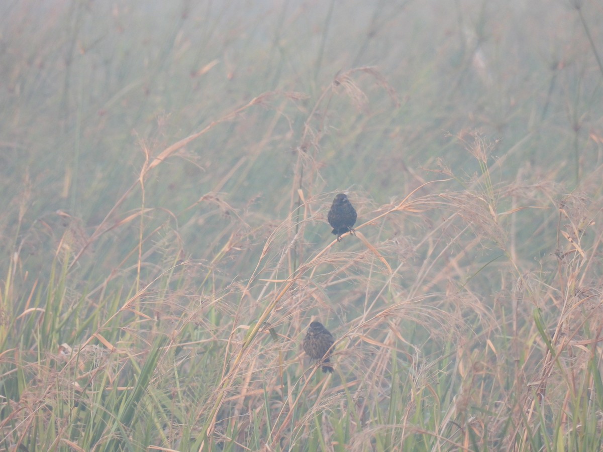 Yellow-winged Blackbird - ML620623232