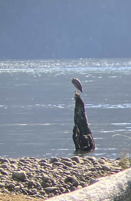 White-faced Heron - ML620623233