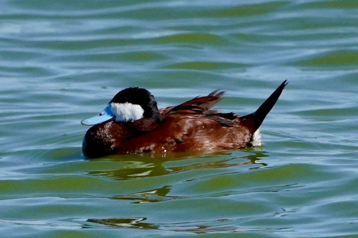 Ruddy Duck - ML620623237