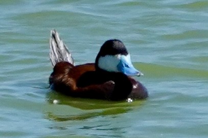 Ruddy Duck - ML620623238