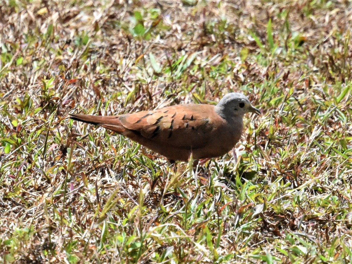 Ruddy Ground Dove - ML620623240