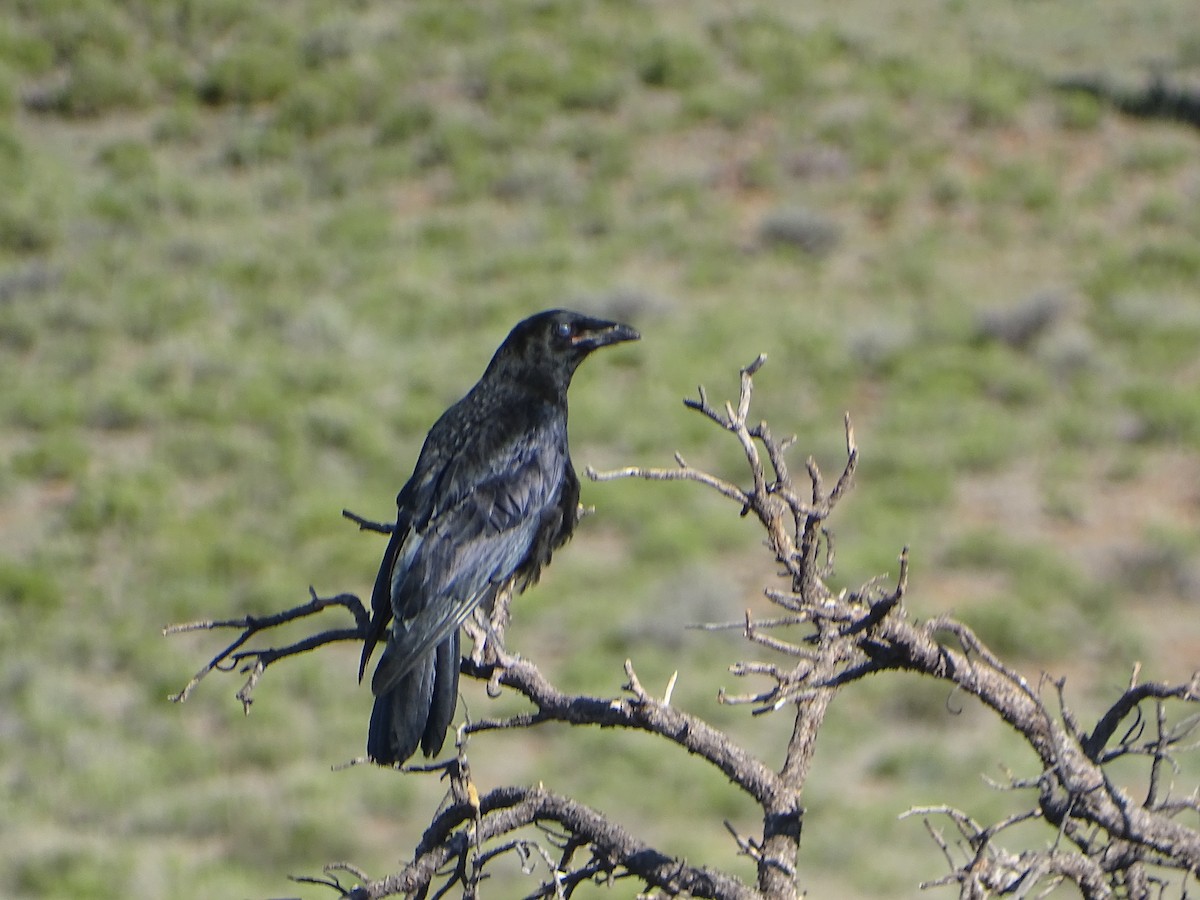 Common Raven - ML620623248