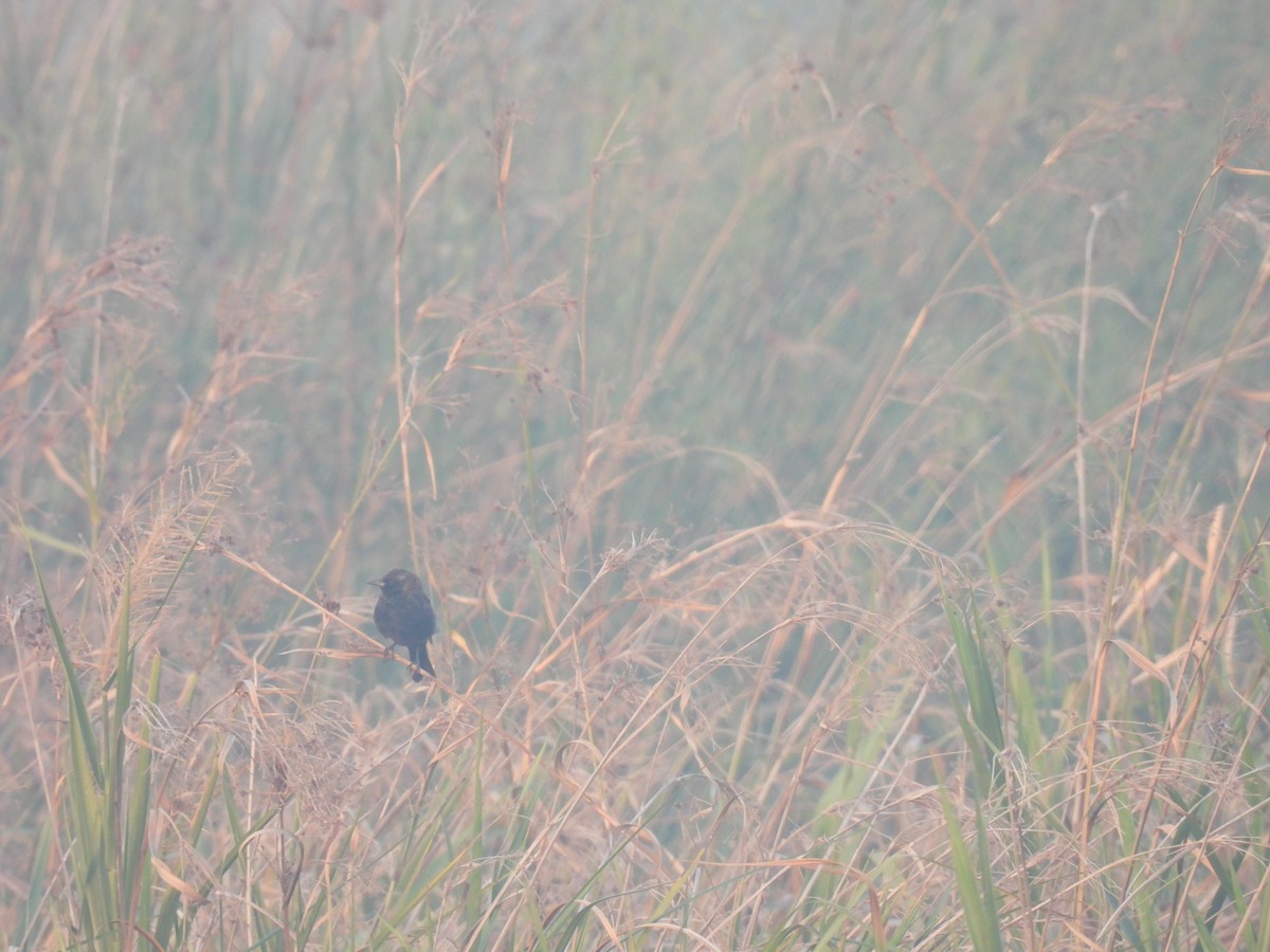 Yellow-winged Blackbird - ML620623250