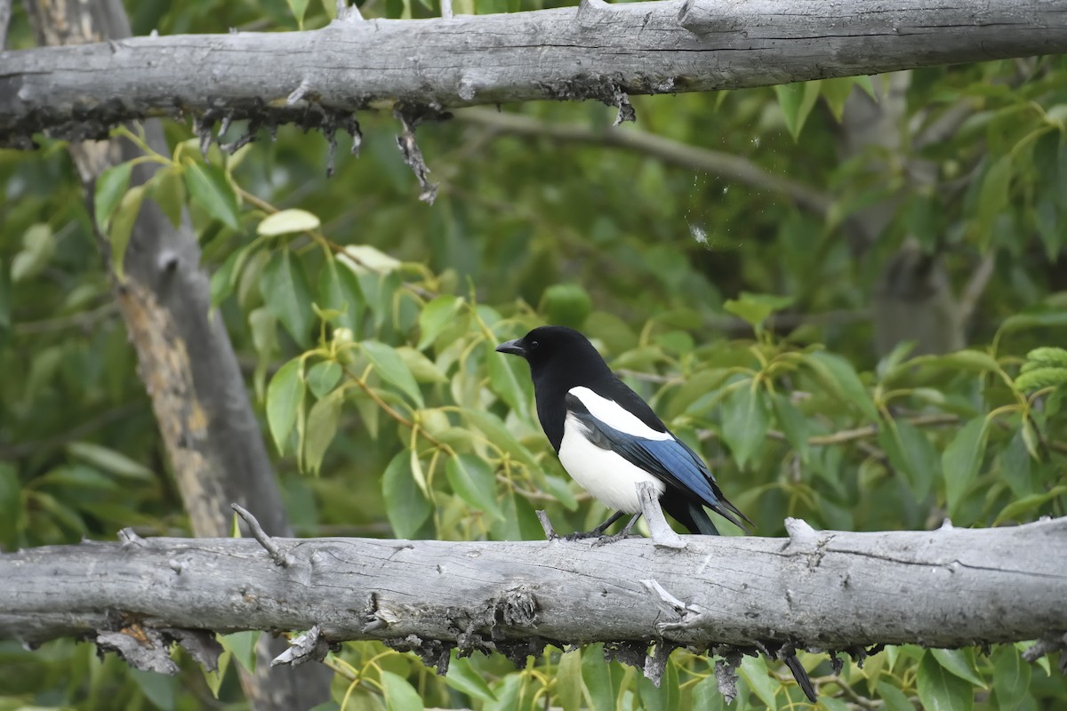 Black-billed Magpie - Daniel King