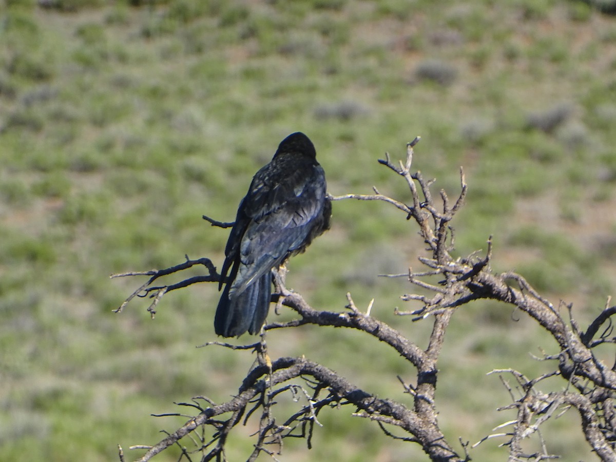 Common Raven - ML620623256