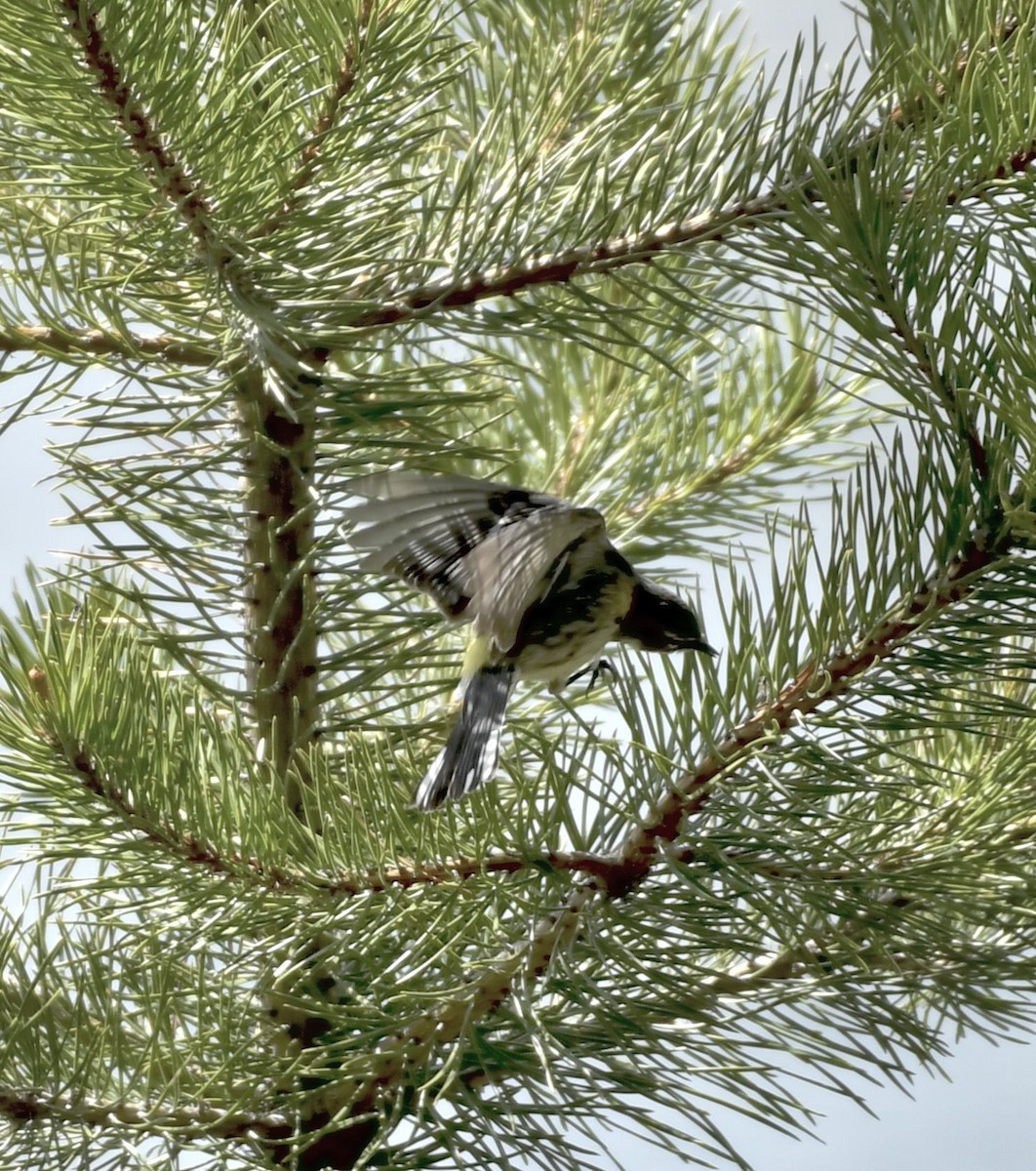 Yellow-rumped Warbler - ML620623257