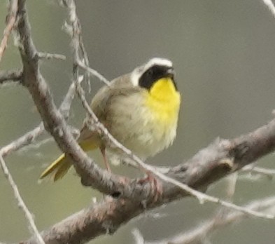 Common Yellowthroat - ML620623258