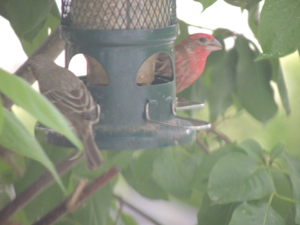 House Finch - ML620623259